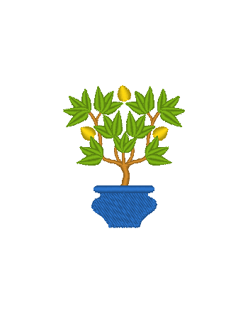 Citrus Trees in Pots Citrus Trees in Pots