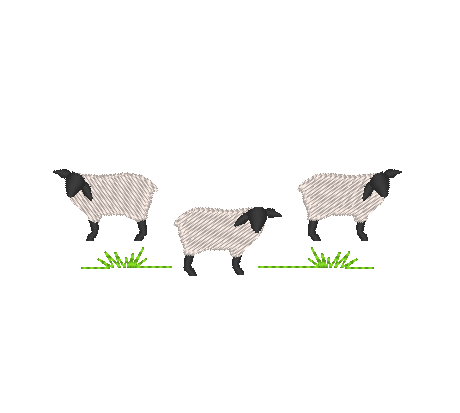 Little Lambs Little Lambs