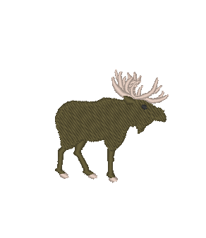 Moose on the Loose Moose on the Loose