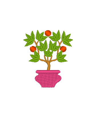 Citrus Trees in Pots Citrus Trees in Pots