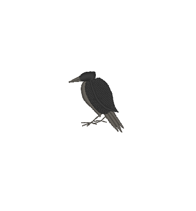 Feathers and Frights Feathers and Frights