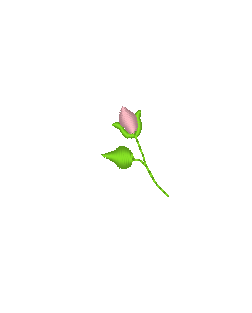 Rosebuds - Tiny Rosebuds - Tiny