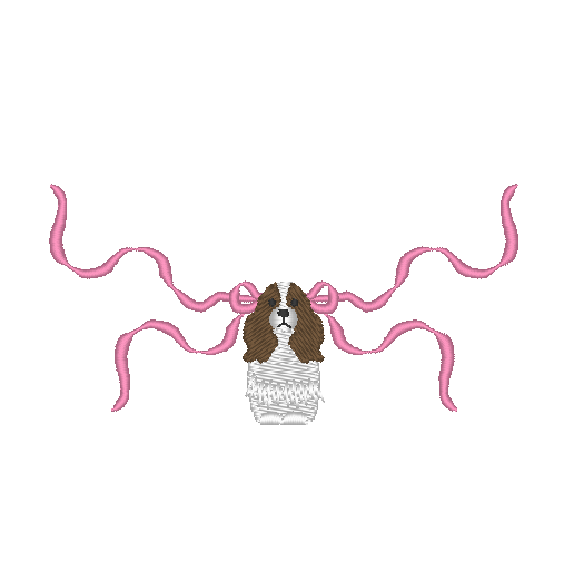 Cavalier Spaniel Cavalier Spaniel