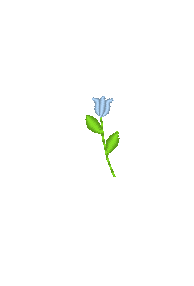 Floral - Tiny