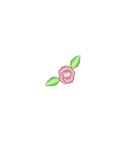 Rose Minis
