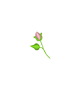 Rosebuds - Tiny